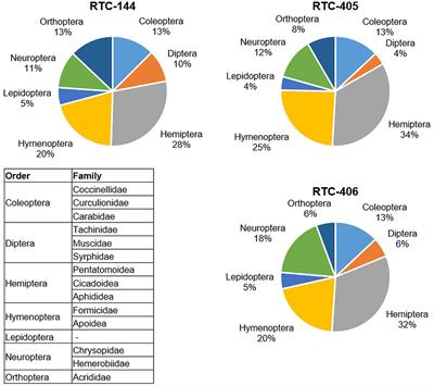 Variation Between Three Eragrostis tef Accessions in Defense Responses to Rhopalosiphum padi Aphid Infestation